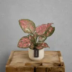 aglaonema-jazzy-red-kytka-ruzova-rostlina-pokojovka-rostlinkovo
