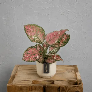 aglaonema-jazzy-red-kytka-ruzova-rostlina-pokojovka-rostlinkovo
