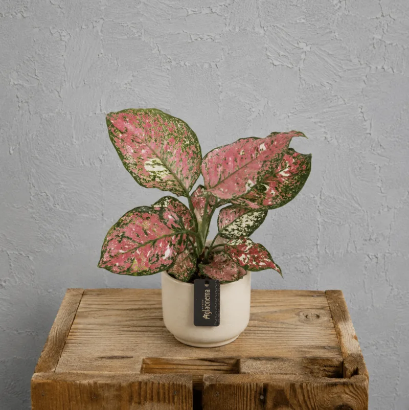 aglaonema-jazzy-red-kytka-ruzova-rostlina-pokojovka-rostlinkovo aglaonema-jazzy-red-kytka-ruzova-rostlina-pokojovka-rostlinkovo
