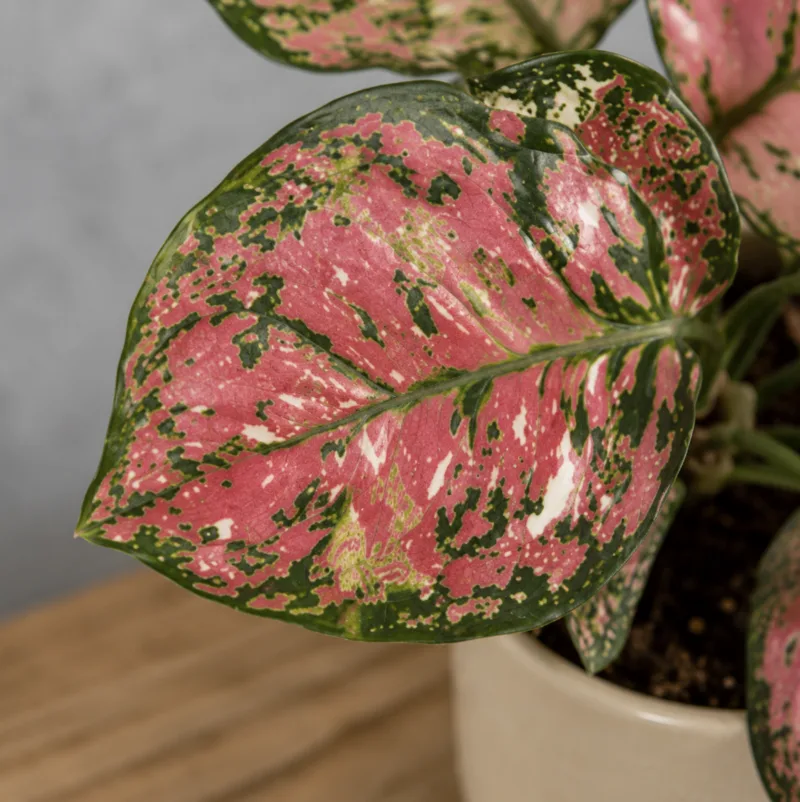 aglaonema-jazzy-red-kytka-ruzova-rostlina-pokojovka-rostlinkovo