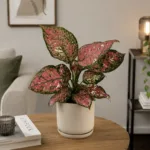 aglaonema-jazzy-red-kytka-ruzova-rostlina-pokojovka-rostlinkovo