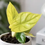 alocasia-dragon-gold-rostlina-alokazie-rostlinkovo