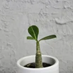 adenium-obesum-poustni-ruze-sukulent-rostlina-na-slunna-mista-rostlinkovo