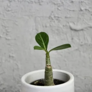 adenium-obesum-poustni-ruze-sukulent-rostlina-na-slunna-mista-rostlinkovo