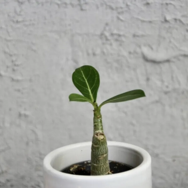 adenium-obesum-poustni-ruze-sukulent-rostlina-na-slunna-mista-rostlinkovo