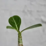 adenium-obesum-poustni-ruze-sukulent-rostlina-na-slunna-mista-rostlinkovo