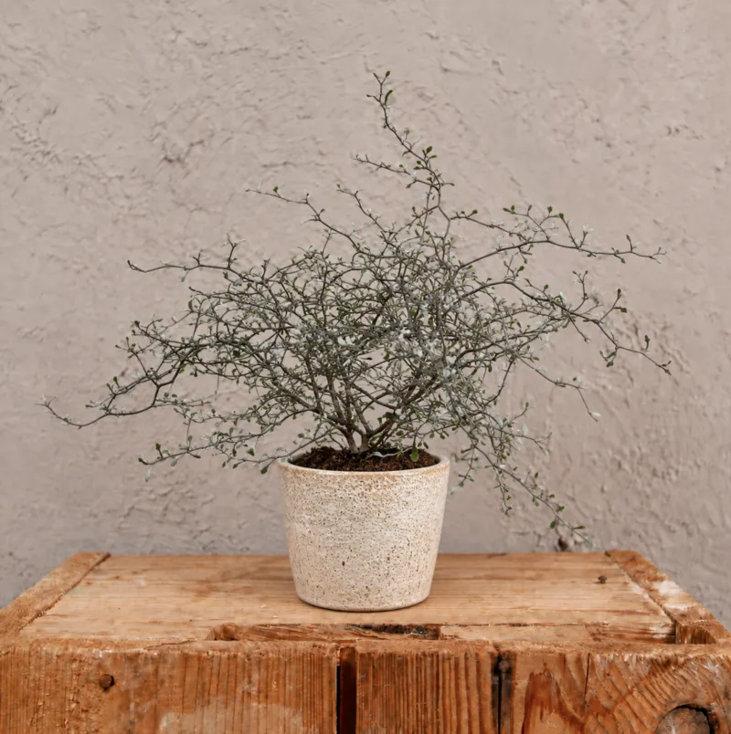 corokia-maori-silver-rostlina-rostlinkovo corokia-maori-silver-rostlina-rostlinkovo