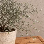 corokia-maori-silver-rostlina-rostlinkovo