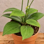 hoya-fitchii-voskovka-popinava-rostlina-rostlinkovo