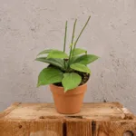 hoya-fitchii-voskovka-popinava-rostlina-rostlinkovo