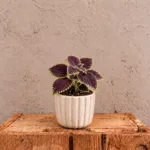 coleus-abbey-road-africka-kopriva-pokojovka-fialova-rostlina-rostlinkovo