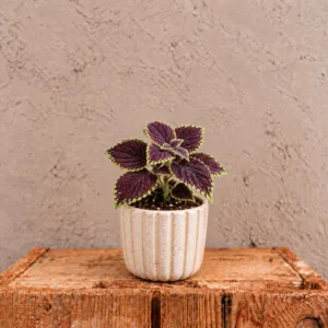 coleus-abbey-road-africka-kopriva-pokojovka-fialova-rostlina-rostlinkovo