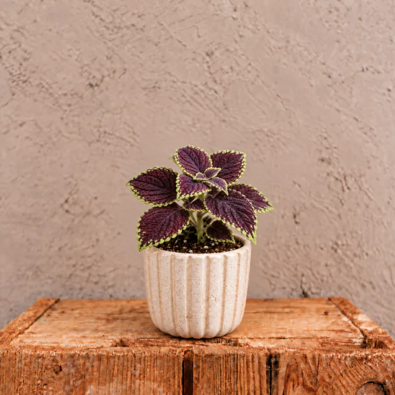 coleus-abbey-road-africka-kopriva-pokojovka-fialova-rostlina-rostlinkovo