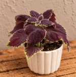coleus-abbey-road-africka-kopriva-pokojovka-fialova-rostlina-rostlinkovo
