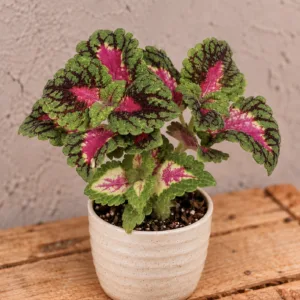 coleus-spacecake-koleus-africka-kopriva-ruzova-kytka-pokojovka-rostlina-rostlinkovo