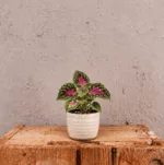coleus-spacecake-koleus-africka-kopriva-ruzova-kytka-pokojovka-rostlina-rostlinkovo