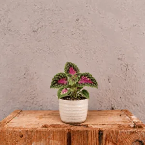 coleus-spacecake-koleus-africka-kopriva-ruzova-kytka-pokojovka-rostlina-rostlinkovo