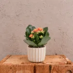 kalanchoe-rosalina-orange-oranzova-kytka-pokojovka-rostlinkovo