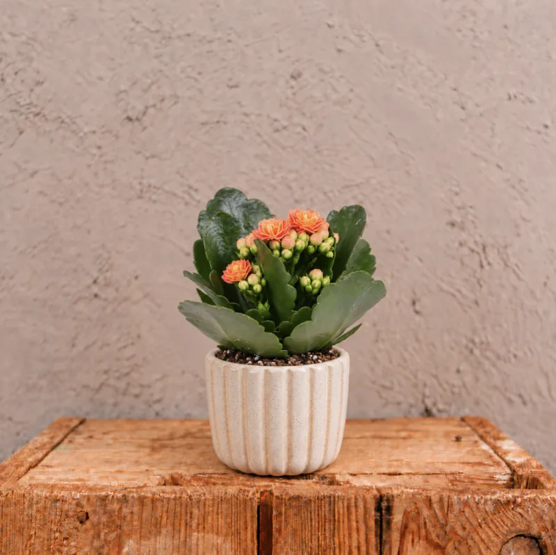 kalanchoe-rosalina-orange-oranzova-kytka-pokojovka-rostlinkovo