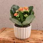 kalanchoe-rosalina-orange-oranzova-kytka-pokojovka-rostlinkovo