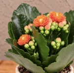 kalanchoe-rosalina-orange-oranzova-kytka-pokojovka-rostlinkovo