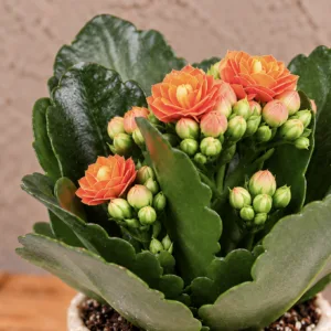 kalanchoe-rosalina-orange-oranzova-kytka-pokojovka-rostlinkovo