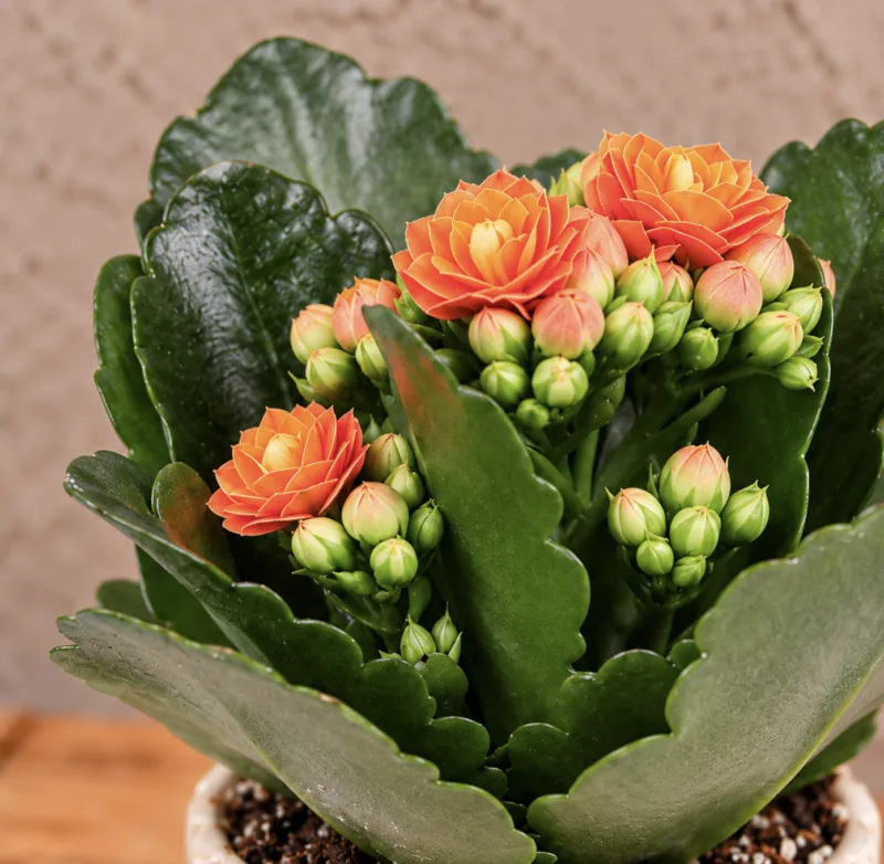 kalanchoe-rosalina-orange-oranzova-kytka-pokojovka-rostlinkovo kalanchoe-rosalina-orange-oranzova-kytka-pokojovka-rostlinkovo
