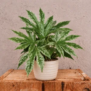 fatsia-japonica-spider-web-rostlina-rostlinkovo
