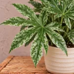 fatsia-japonica-spider-web-rostlina-rostlinkovo