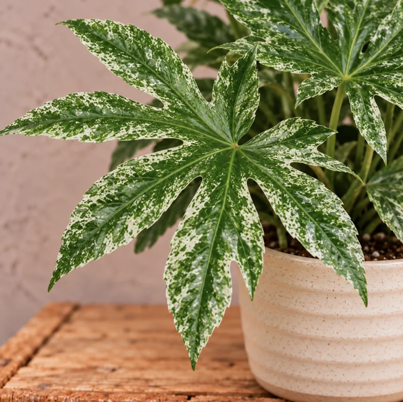 fatsia-japonica-spider-web-rostlina-rostlinkovo