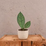 hoya-clemensiorum-dark-leaf-sberatelska-rostlina-rostlinkovo