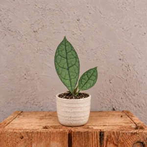 hoya-clemensiorum-dark-leaf-sberatelska-rostlina-rostlinkovo