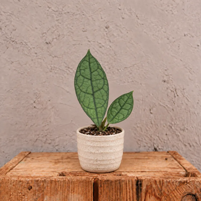 hoya-clemensiorum-dark-leaf-sberatelska-rostlina-rostlinkovo
