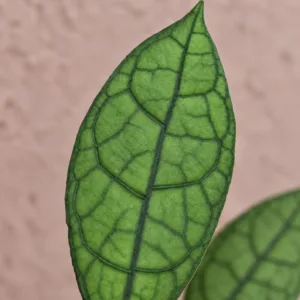 hoya-clemensiorum-dark-leaf-sberatelska-rostlina-rostlinkovo