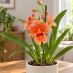 orchidej-cambria-nelly-orange-orchidea-oranzova-kytka-rostlinkovo