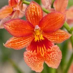 orchidej-cambria-nelly-orange-orchidea-oranzova-kytka-rostlinkovo