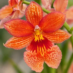 orchidej-cambria-nelly-orange-orchidea-oranzova-kytka-rostlinkovo