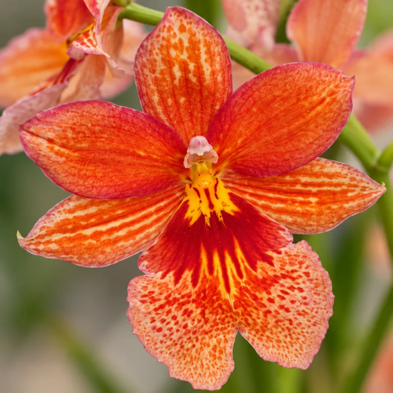 orchidej-cambria-nelly-orange-orchidea-oranzova-kytka-rostlinkovo orchidej-cambria-nelly-orange-orchidea-oranzova-kytka-rostlinkovo