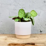 calathea-ctenanthe-amagris-rostlina-rostlinkovo