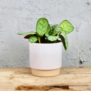calathea-ctenanthe-amagris-rostlina-rostlinkovo