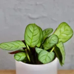 calathea-ctenanthe-amagris-rostlina-rostlinkovo