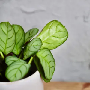 calathea-ctenanthe-amagris-rostlina-rostlinkovo