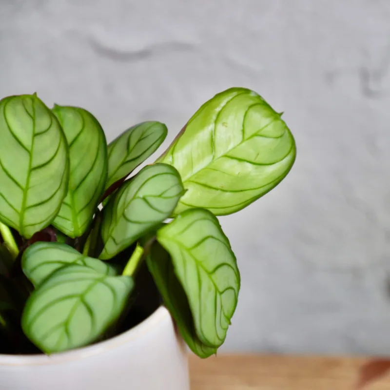 calathea-ctenanthe-amagris-rostlina-rostlinkovo calathea-ctenanthe-amagris-rostlina-rostlinkovo